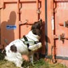 Detection Dogs